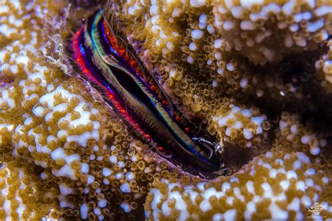 Coral Scallop Facts And Photographs Seaunseen