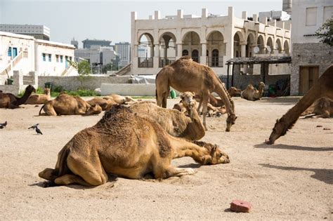 Camellos En El Mercado De Camellos En Souq Waqif En Doha Qatar Foto De