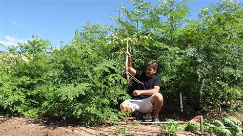 The newest superfood doing the health and wellness circles is moringa oleifera. Moringa Roots Are Amazing! Harvesting and Replanting ...