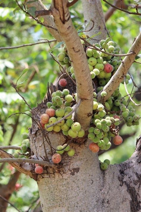 Jan 25, 2021 · a fig tree needs to be mature enough to produce seeds before it will fruit. COPAL: June 2014 | Growing fig trees, Pruning fruit trees ...