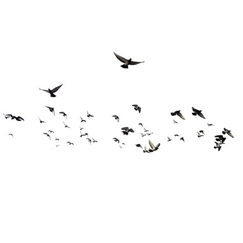 Flock Of Birds Png Free Download Png Arts
