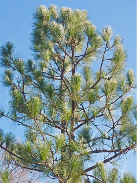 Longleaf Pine Facts What Does A Longleaf Pine Look Like