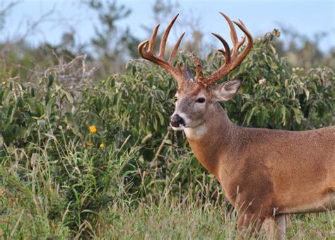 South Texas Whitetail Deer Hunting Packages And Trophy Buck Pricelist