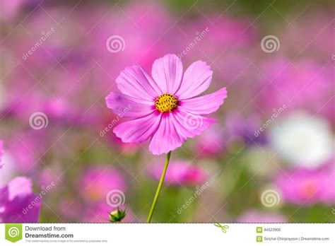 Pink Cosmos Flower Blooming In The Field Stock Photo Image Of Botany