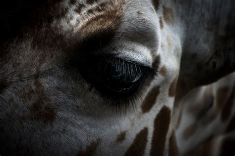 Giraffe Animal Eyelash And Eye Hd Photo By Jose Chomali Jchomali01