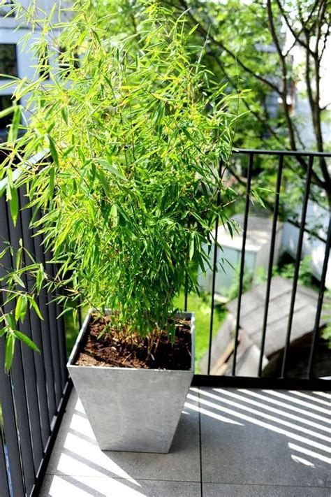 Everything About Growing Bamboo In Pots Best Varieties