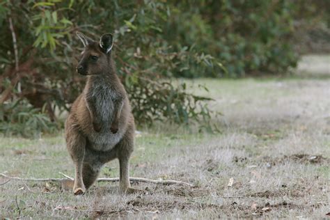 Why Is The Female Wallaby Always Pregnant