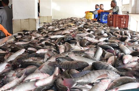 سعر السمك البلطي اليوم في سوق العبور