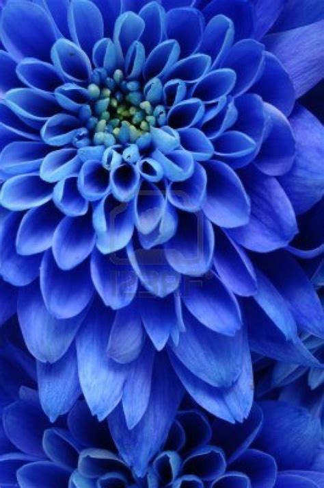 Blue Dahlia Blue Dream Love Blue Amazing Flowers Beautiful Flowers
