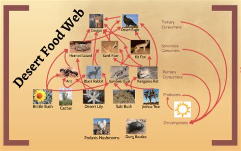Cold Desert Food Chain