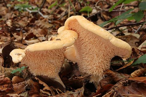 11 Edible Mushrooms In The Us And How To Tell They Re Not Toxic 2022