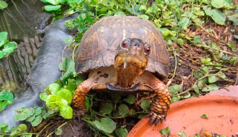 Tortugas Terrestres Características Qué Come Dónde Vive