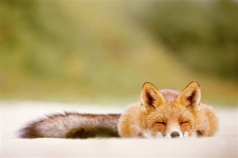 Sleepy Fox Is Sleepy By Roeselien Raimond In 2021 Sleepy