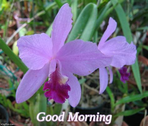 Orchid Flower Good Morning Images Best Flower Wallpaper