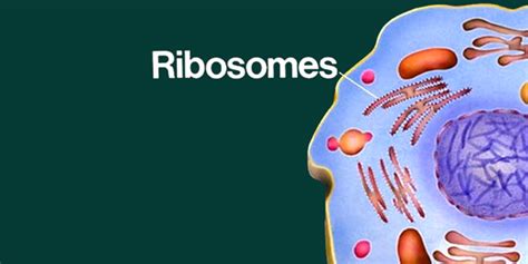 Ribosomes Function Introduction Location And Structure