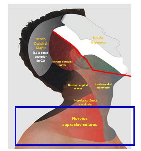 Nervio Supraclavicular Dolopedia