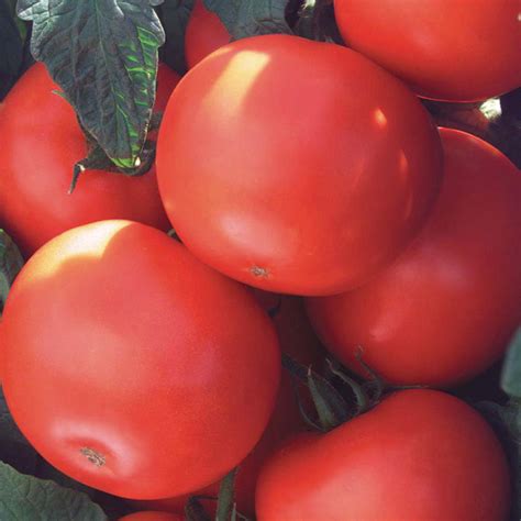 Biltmore Hybrid Tomato Medium Large Tomato Seeds Totally Tomatoes