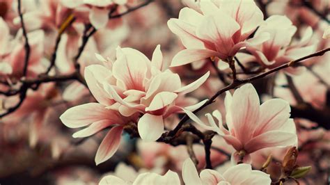 Download Wallpaper 3840x2160 Magnolia Flowers Branches Plant Flowering Spring 4k Uhd 169