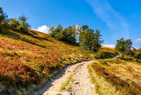 Mountain Road Through Hillside With Forest Stock Photo Image Of