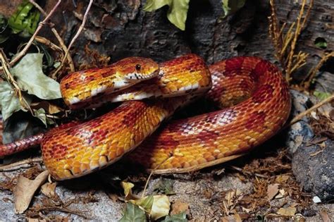 This dream usually foreshadows meeting a good person who will become a faithful friend to you. What Is The Meaning Of Snakes In Dreams Interpretation