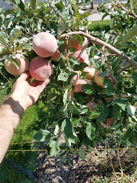 Loaded Multi Graft Apple Tree Pictures Growing Fruit