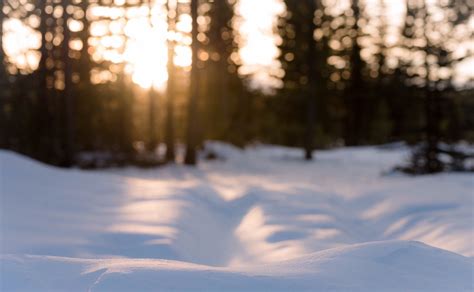 Baggrunde Sollys Træer Landskab Skov Natur Himmel Sne Vinter