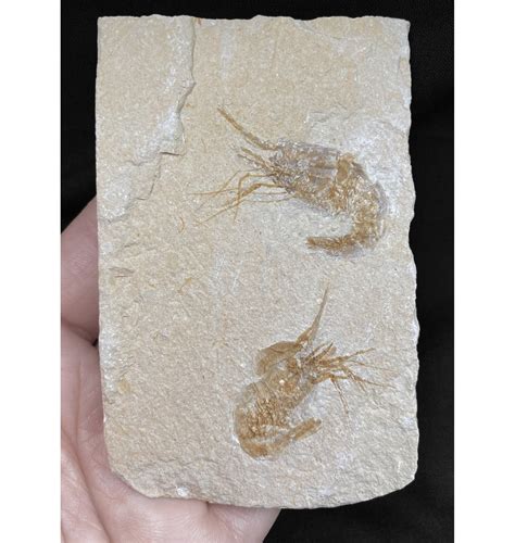 Fossils For Sale Fossils Cretaceous Fossil Shrimp Lobster Cluster From Lebanon