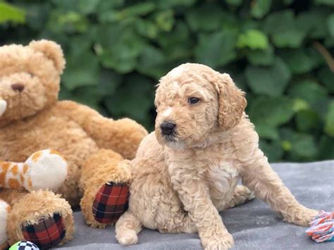 First bred in 1969 between a golden retriever and a miniature poodle, the mini goldendoodle was originally bred as a hypoallergenic guide dog. Teacup Goldendoodle - Mini Goldendoodle & Medium ...