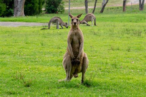 The Difference Between A Kangaroo A Wallaby And A Wallaroo Lucky