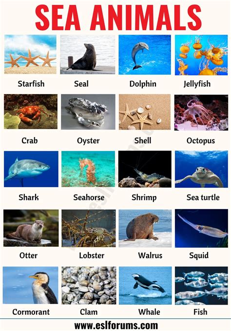 Sea Animals List Of 20 Interesting Sea Ocean Animals With The