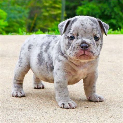 Excited Xl American Bully Merle Puppies For Sale Photo Hd Bleumoonproductions