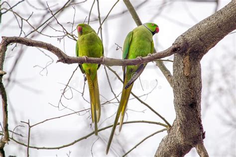 Big Green Parrots On A Branch Stock Image Image Of Natural Yellow
