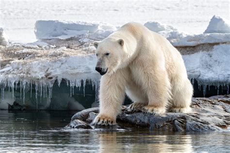Biggest Polar Bear Ever Recorded American Oceans