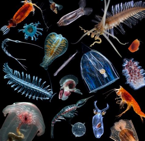 How Are Plankton Defined By Their Ecological Niche Quora