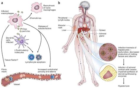 Biomedical illustration of hantavirus attacking a human cell and being attacked by macrophages. FSP - Microcosm News- Earth Watch Report: Biological ...