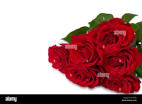 Bunch Of Red Roses On White Background Stock Photo Alamy