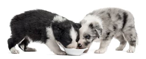 Jun 20, 2020 · best dog foods for border collies. 🦴 Best Dog Food for Border Collies & Puppy in 2020 🦴 ...