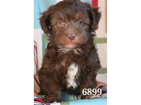 Safe affordable shipping all over us. Havapoo-DOG-Male-Chocolate/ White-2013483-Petland Carriage ...