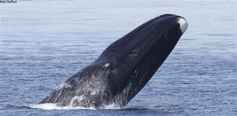 The Impact Of Man Made Noise On Arctic Marine Mammals The Pew