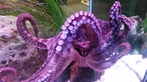 Super Purple Octopus Youtube