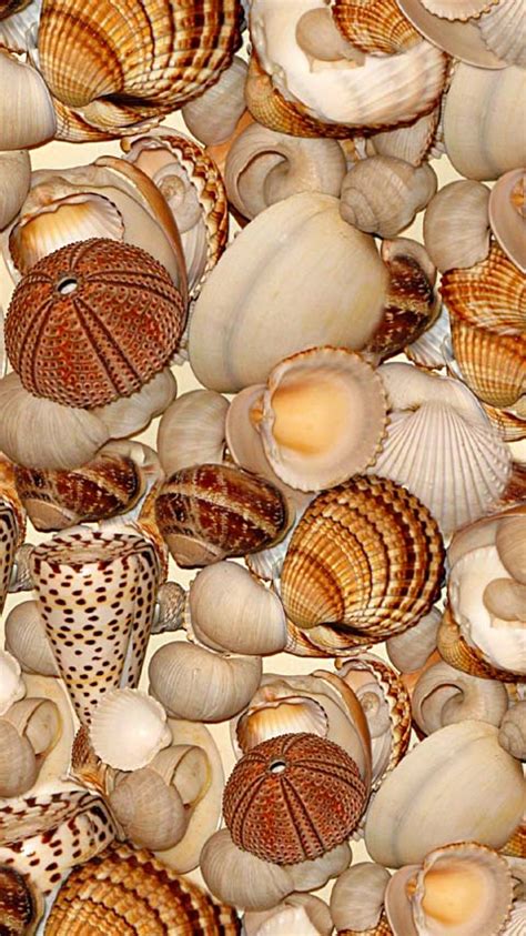 Seashells Wallpaper Phones