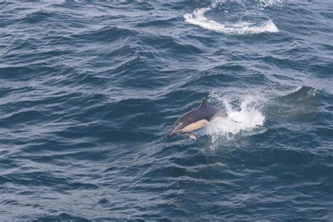 Orca Orca Marine Mammal Surveyors Back In The Hebrides