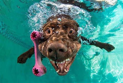 Underwater Dogs Is Back With More Funny Dog Pictures
