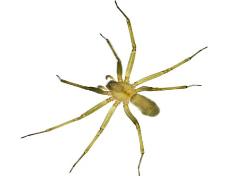 Are There Brown Recluse Spiders In Ohio