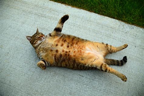 Obesity In Cats Pet Insurance Review