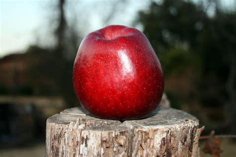 Bright Red Apple Free Stock Photo Public Domain Pictures