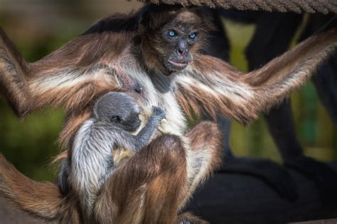 Critically Endangered Brown Spider Monkey Born In Barcelona Zoo