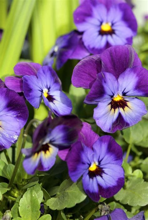 Early blossoms flowers love cool weather and are perfect plants for decorating your yard in the early spring! 15 Best Early Spring Flowers - Early-Blooming Spring ...