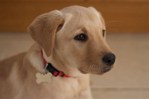 These guys do need plenty of exercise, however, meaning that they're best suited for pawrents who don't mind providing lots of walks and plenty of. Golden Labrador Puppy | Alfie puppy | Bruce Tonge | Flickr