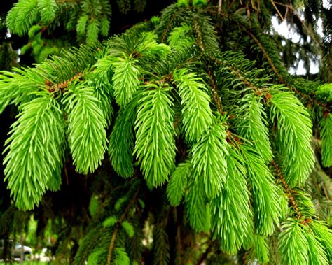 Spruce Branch Free Photo Download Freeimages